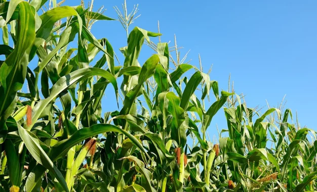 El clima vuelve a dominar el mercado global de granos