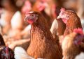 El festejo del pollo en el Día de la Avicultura: supera a la carne vacuna y es récord de consumo