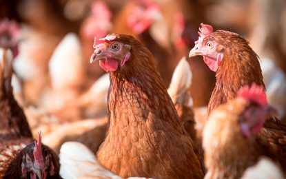 El festejo del pollo en el Día de la Avicultura: supera a la carne vacuna y es récord de consumo