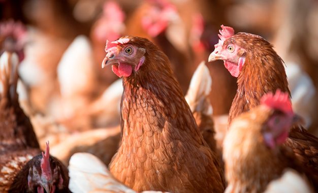El festejo del pollo en el Día de la Avicultura: supera a la carne vacuna y es récord de consumo
