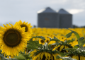 Récord histórico: proyectan 3 millones de hectáreas para la campaña de girasol 2026/27