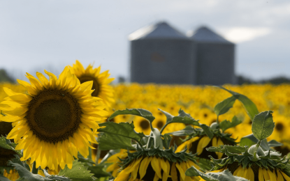 Récord histórico: proyectan 3 millones de hectáreas para la campaña de girasol 2026/27