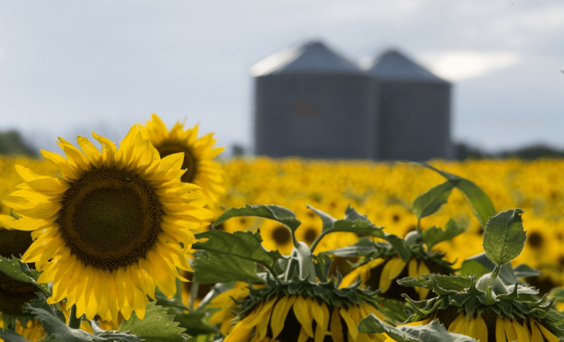 Récord histórico: proyectan 3 millones de hectáreas para la campaña de girasol 2026/27