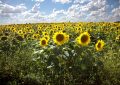 La molienda de girasol alcanzó su nivel más alto en 25 años