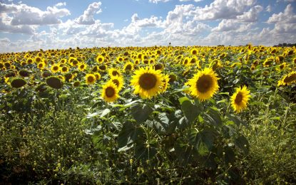 La molienda de girasol alcanzó su nivel más alto en 25 años