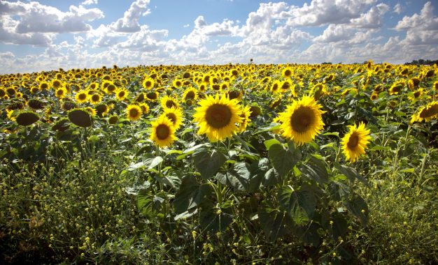 La molienda de girasol alcanzó su nivel más alto en 25 años