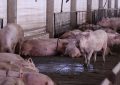 Mejora la rentabilidad: además de la faena y el consumo récord, el cerdo suma buenas noticias en las granjas