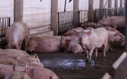 Mejora la rentabilidad: además de la faena y el consumo récord, el cerdo suma buenas noticias en las granjas