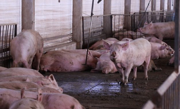 Mejora la rentabilidad: además de la faena y el consumo récord, el cerdo suma buenas noticias en las granjas