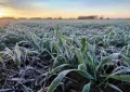 El frío intenso permitió cerrar la siembra de trigo en la región