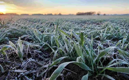 El frío intenso permitió cerrar la siembra de trigo en la región
