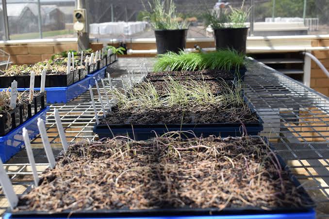 Una empresa asegura que avanza con el primer “bioherbicida” argentino