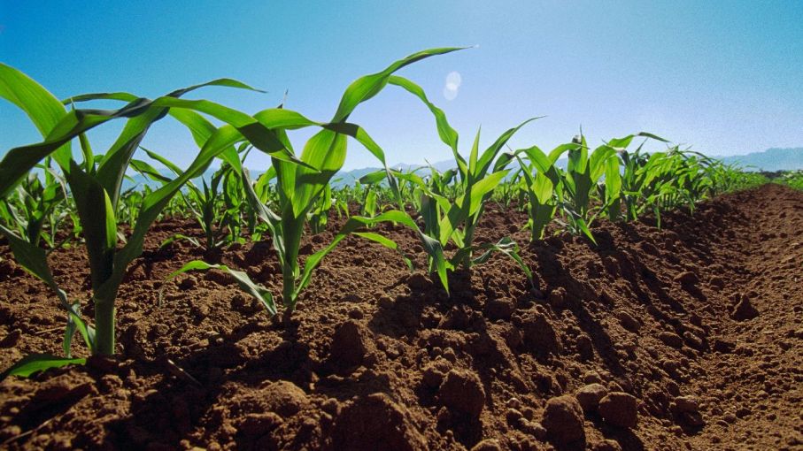 Solo el 26% de los campos mide sus suelos: la asignatura pendiente que agrava el déficit nutricional