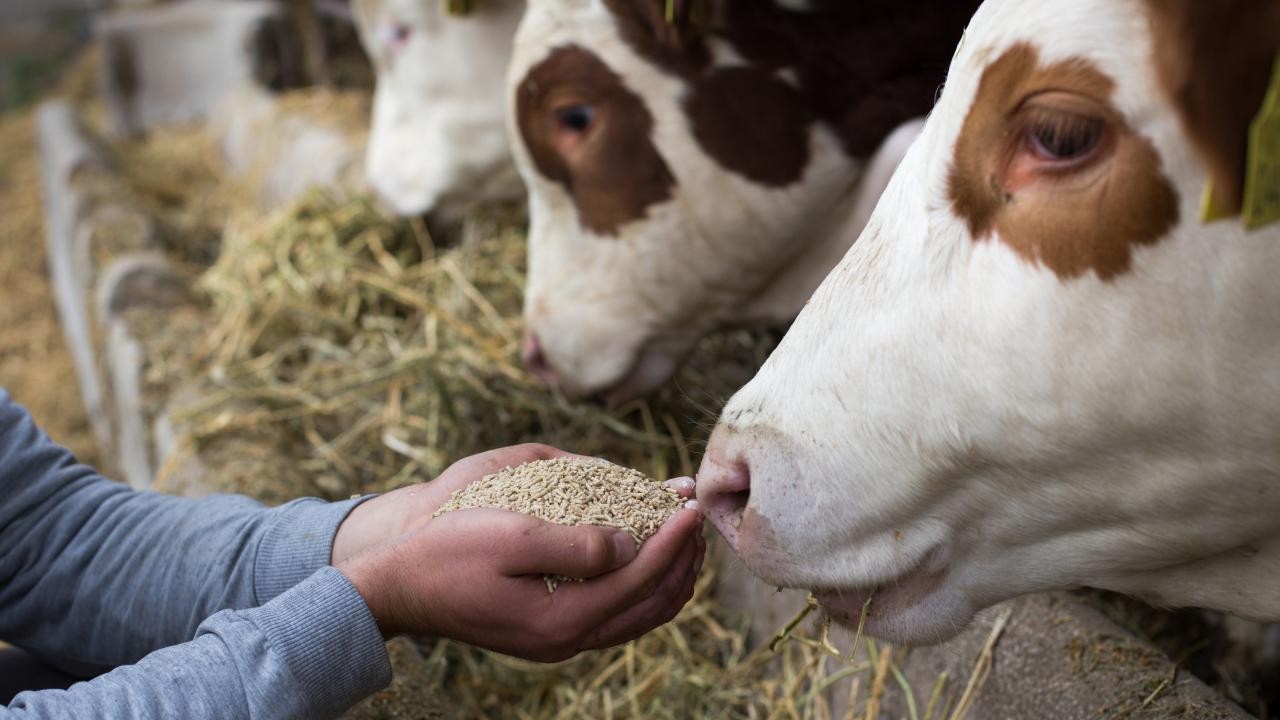 Las brechas productivas de la nutrición animal: el “potencial enorme” para crecer en la generación de proteínas