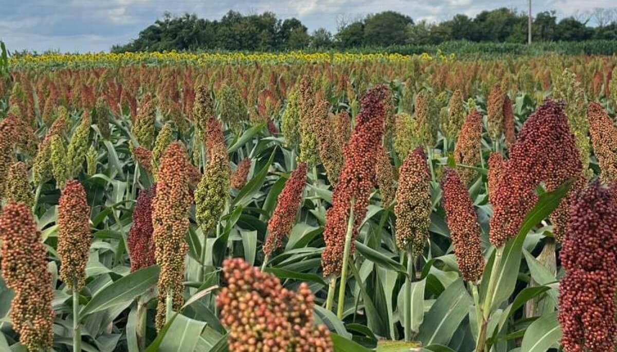 Incentivo para la siembra: con menor oferta global y demanda china activa, el sorgo tiene una gran oportunidad