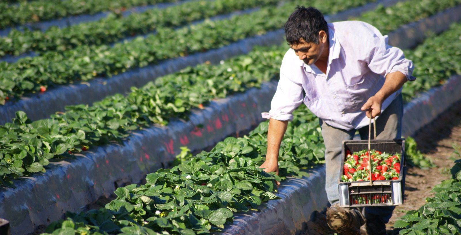 Jornada Doble de Frutilla: dos días dedicados a la innovación, la genética y el cultivo
