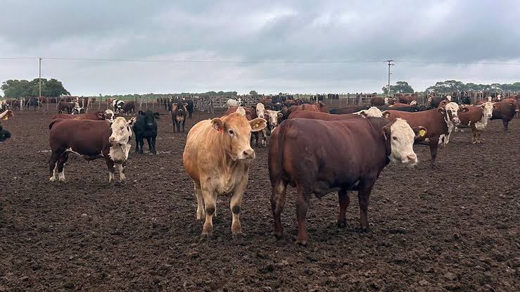 Feedlots recargados con 2 millones de animales: ¿habrá una lluvia de oferta para fin de año?