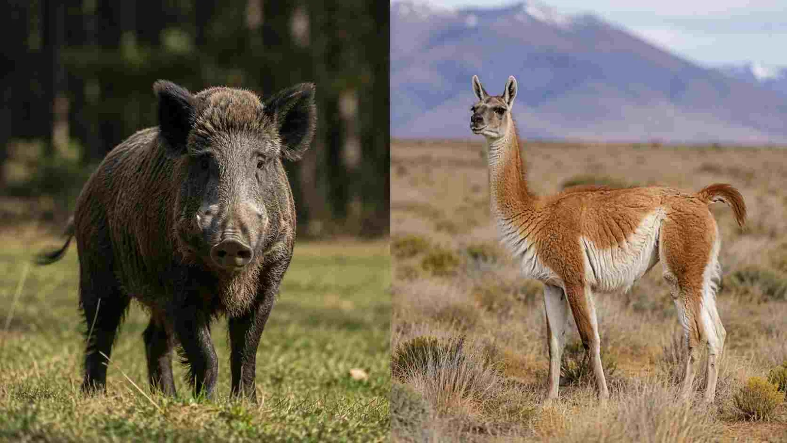 Formaliza la faena del jabalí y el guanaco: Río Negro aprobó una nueva ley de carnes