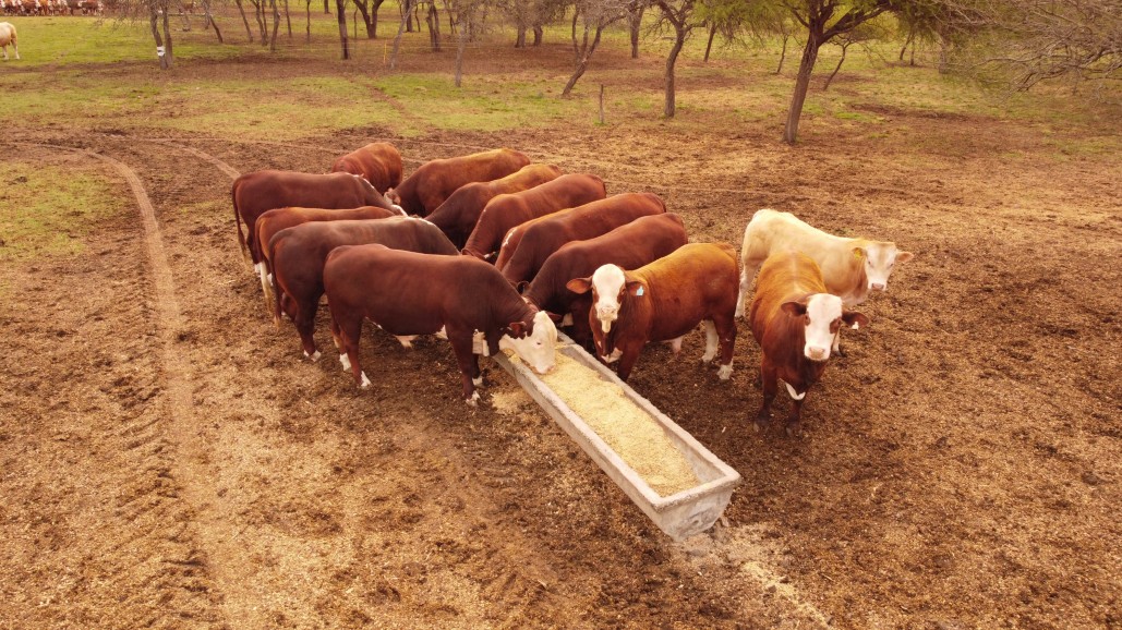 Bienestar animal: un feedlot argentino logró una certificación internacional inédita