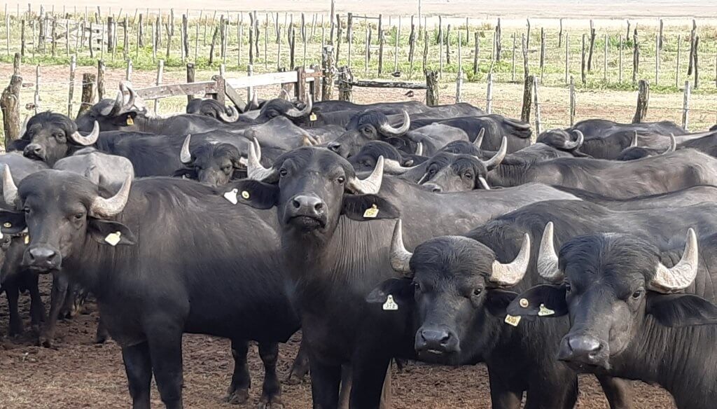 El búfalo avanza: Corrientes muestra el camino para otra carne de alto potencial