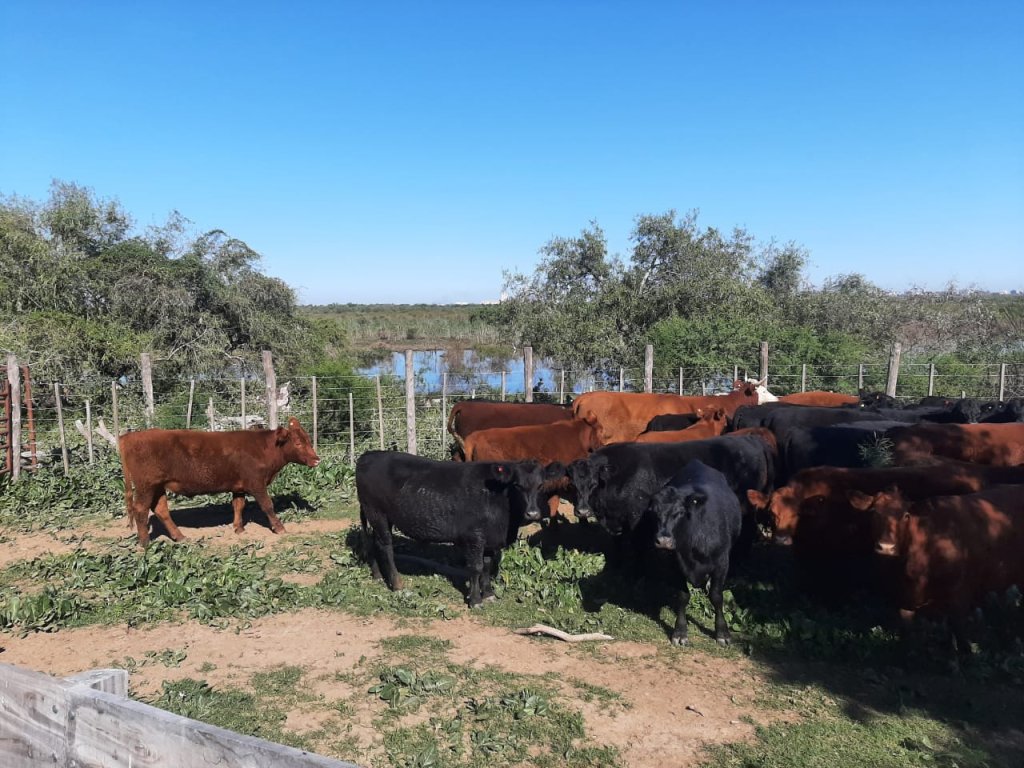 “Hay 30 días o menos”: la carrera contrarreloj para salvar 30.000 cabezas en las islas del Paraná