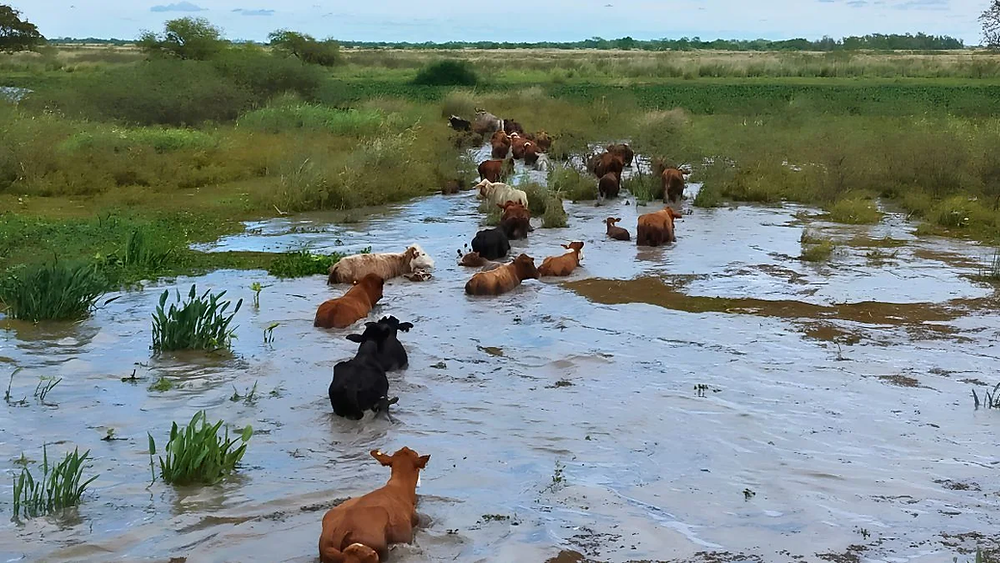 Crecidas en el Litoral por El Niño: según Senasa, ya se trasladaron casi 150.000 animales desde las islas