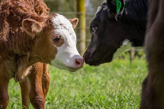 “Beef on dairy”: el modelo que miran los tambos para mejorar su negocio también con la carne
